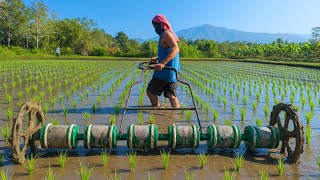 How This Farm Grows Rice With No Fertilizer or Chemicals