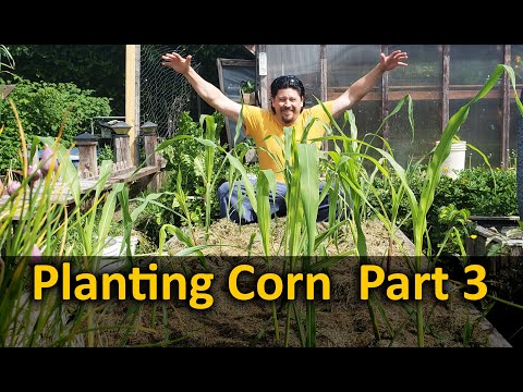 Growing Corn Part 1 Planting and Germinating