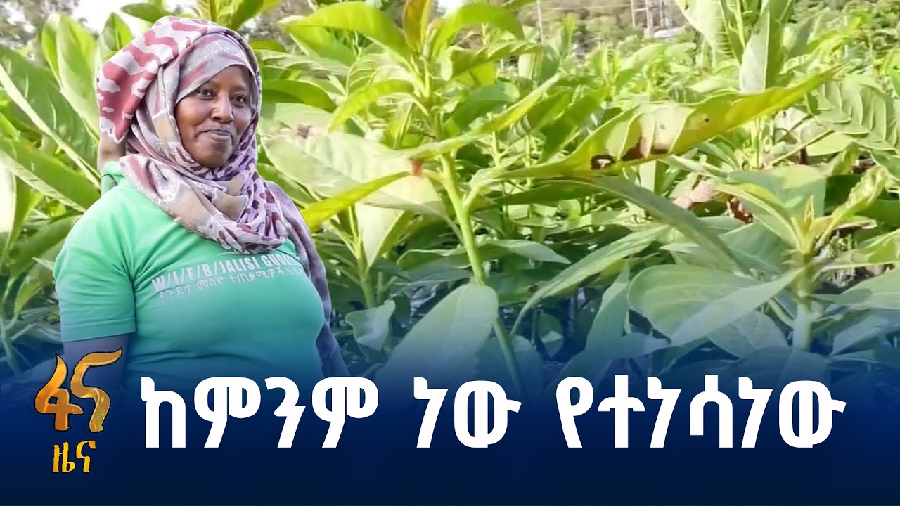 ምርጥ አቮካዶ…
