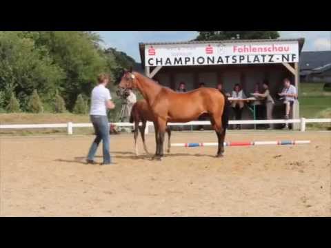Holsteiner Foal Championship NF Premium Colt by URIKO x Carpaccio (*2015)