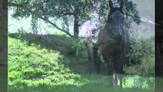 Lynyrd Skynyrd  The way...to do it!