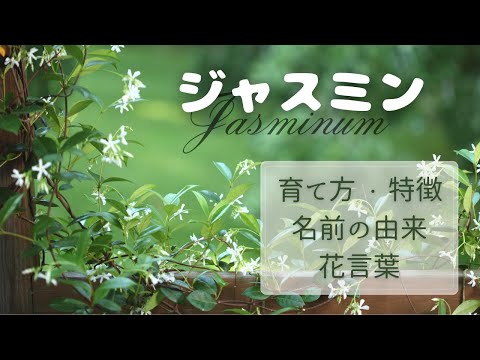 ジャスミンの光沢のある楕円形の葉を成長させ、登りをサポートします