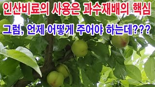 인산비료의 사용은 과수재배의 핵심. 그럼 언제, 어떻게 주어야 하는데? (#과수재배, #과수시비, #인산비료…