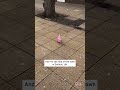 Pink Pigeon Turns Heads Shorts