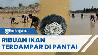 Viral Video Ribuan Ikan Terdampar di Pantai Nambo, Diduga Kekurangan Oksigen di Lautan