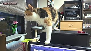 三毛猫フミちゃん  LIVE配信 #2  2026年9月14日　calico cat　(LIVE stream)