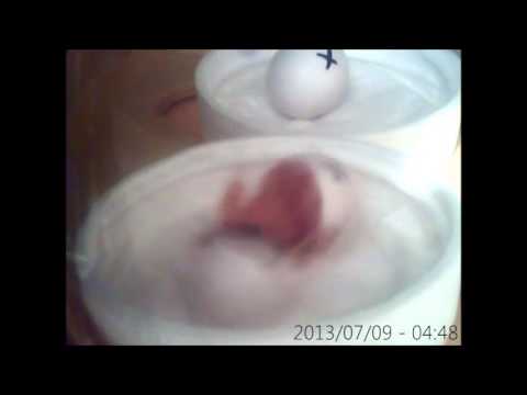 Bird egg Gouldian finch hatching