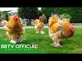 30 Unbelievable Chicken Breeds That Actually Wildlife Documentary BBTV Official