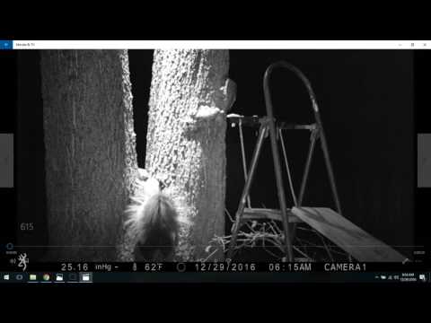 download lagu mp3 mp4 Can Skunks Climb, download lagu Can Skunks Climb gratis, unduh video klip Can Skunks Climb
