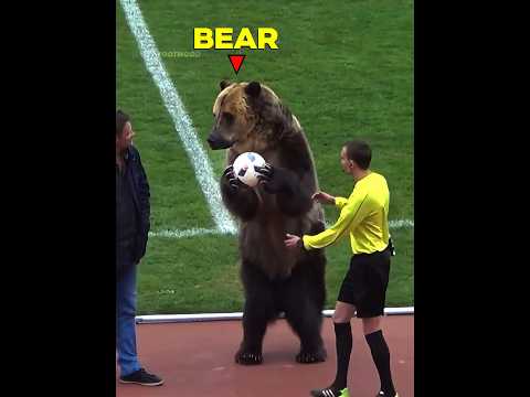 When Animals Get Bored