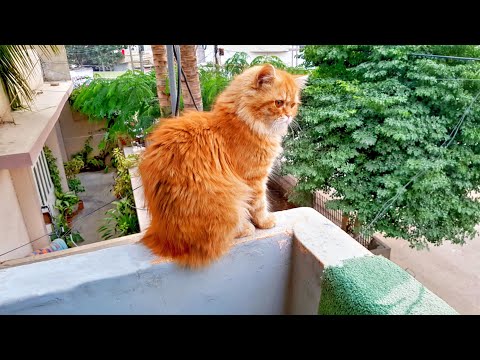 My Cat Brownies | I love Cats.