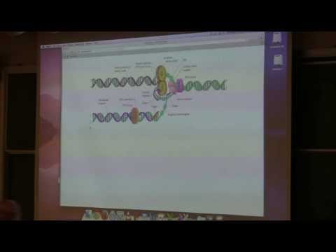 Ahern's BB 350 at OSU - 16. DNA Replication II