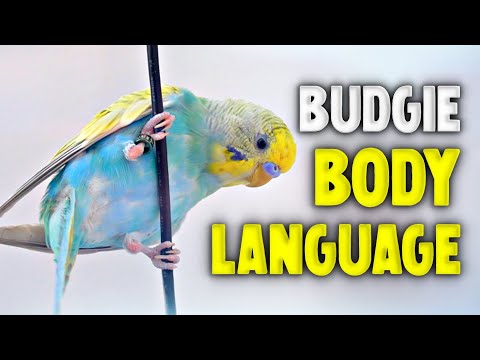 Budgie Body Language