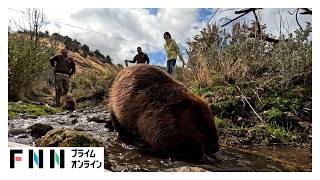 山火事の延焼を抑える“小さな救世主”ビーバー　ダムを作る習性を生かし、失われた自然を取り戻す（2026年10月31日）