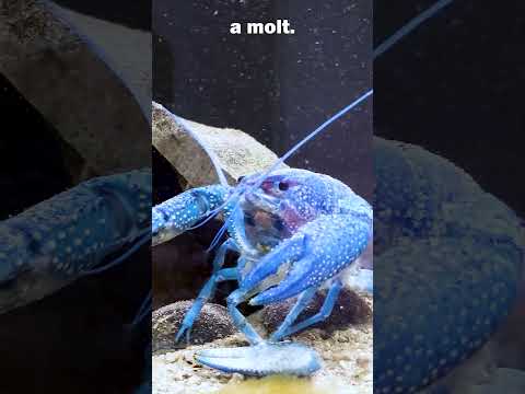 I found THIS in my aquarium! (SCARY)