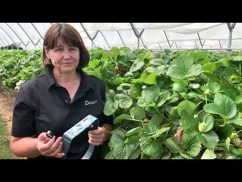 Pest and Beneficial Identification