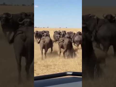 Lion Attacks Wrong Herd - GETS DESTROYED! 💥 완전 파괴 💥 完全破壊 #viral #wildliferescue #buffalo