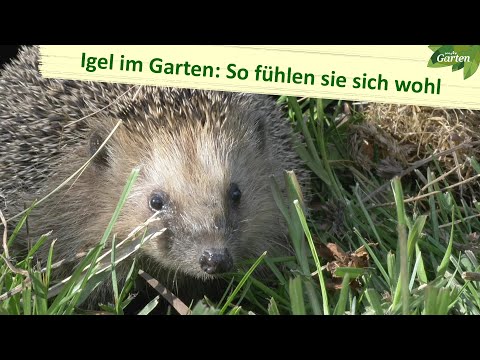 Igel im Garten: So fühlen sich die Tiere wohl und sicher | MDR Garten
