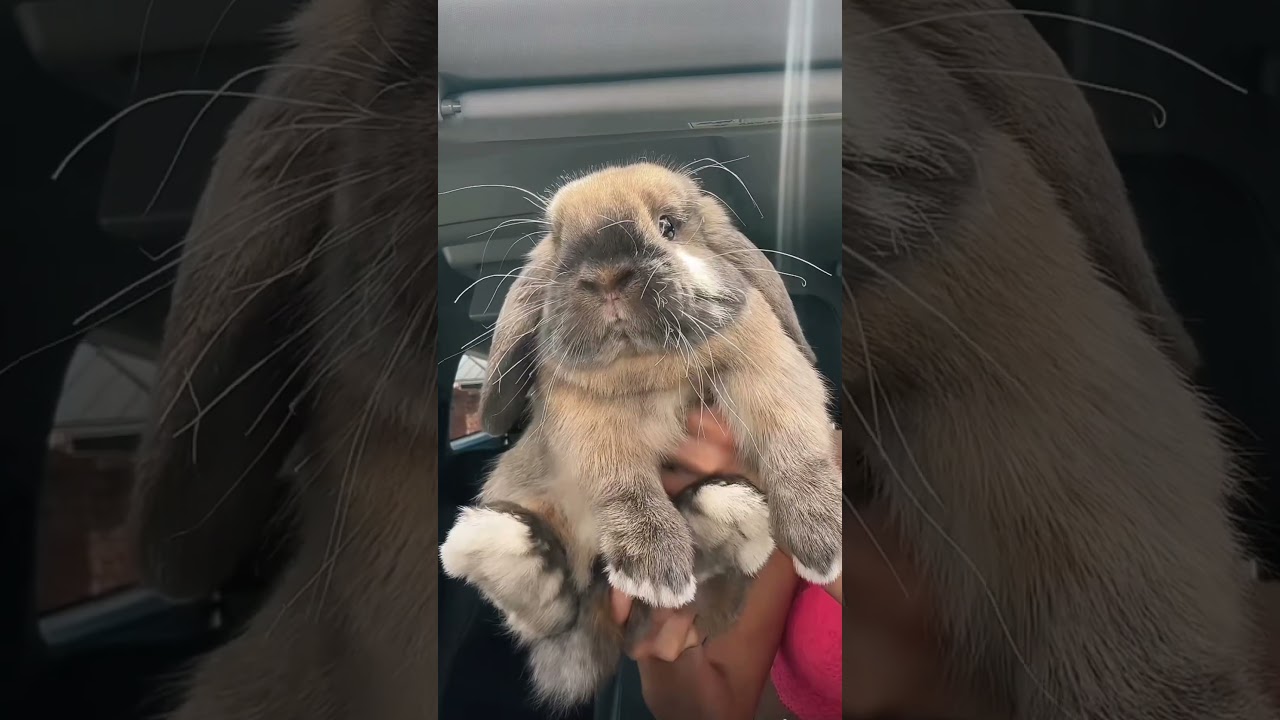 STOP SCROLLING RIGHT NOW #Shorts