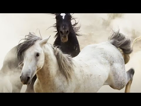 Brutal Stallion Mating Fight | Planet Earth II | BBC Earth