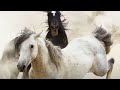 Brutal Stallion Mating Fight Planet Earth II BBC Earth