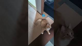 猫の反射神経は凄い（笑） #猫 #cat #子ネコ #valorant