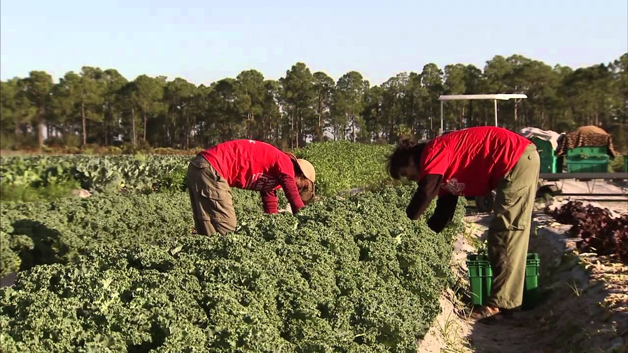 What is crop rotation? - 