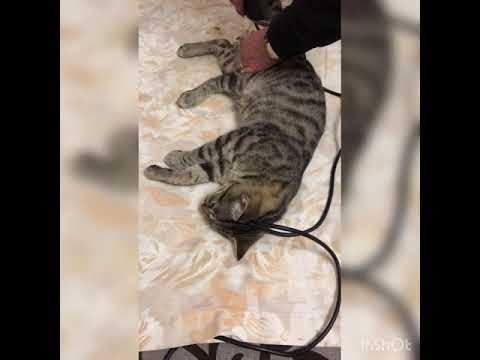 Neutering a cat or not..... Кастрировать или нет ?!🐾🐈