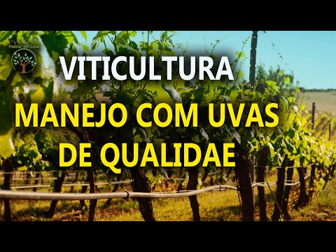 , title : 'Ter uma Parreira de Uva, Cuidados antes da Colheita com Sergio Semerdjian, Videos Especiais'