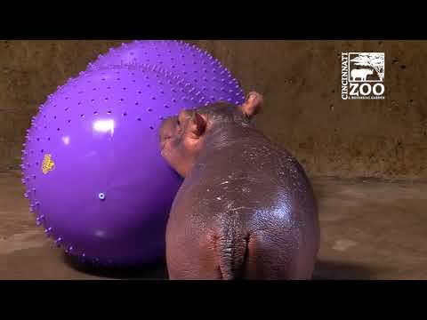 Baby Hippo Fiona - Episode 6 The Fiona Phenomenon - Cincinnati Zoo