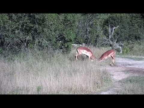Djuma: Two Impala rams sparring - 15:45 - 04/21/2022