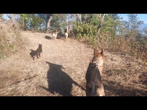 German shepherd dog puppy sunder nagar mandi himachal Pradesh. hunt mode