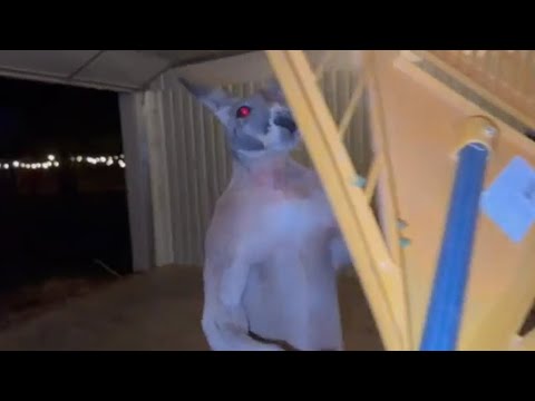 Dababy non ha paura di niente