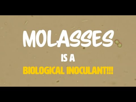 Molasses is a Biological INOCULANT not just Sugar | Regenerative Soil Microscopy with Matt Powers