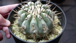 Copiapoa cinerea コピアポア シネレア 黒王丸 [多肉植物 サボテン 品種紹介]