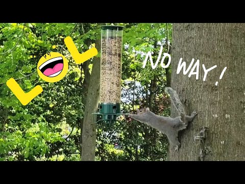 Yankee Flipper by Droll Squirrel Proof bird feeder. Review !!