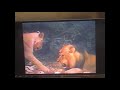 Real Animals A Day With Lions And Other Cats Part 3