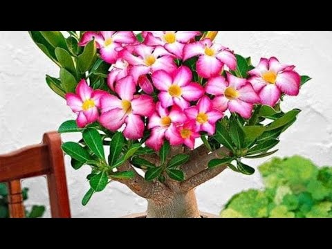 অ্যাডেনিয়াম ফুল গাছটি অসম্ভব সুন্দর#ফুল #nature #flowerplant #@Mr.BD4479 #plants #Adenium
