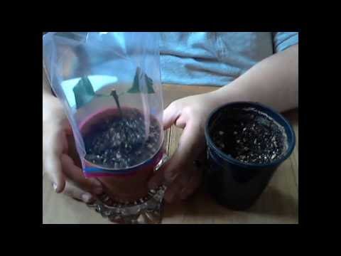 Growing Citrus from Cuttings Made Easy!