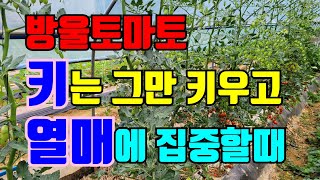 4부)방울토마토 11월까지 키워 먹기 프로잭트 / 토마토적심하기 / 방울토마토재배