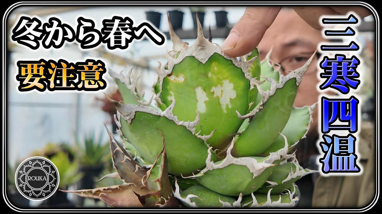【アガベ】まだまだ注意！三寒四温にご用心【多肉植物】【園芸】