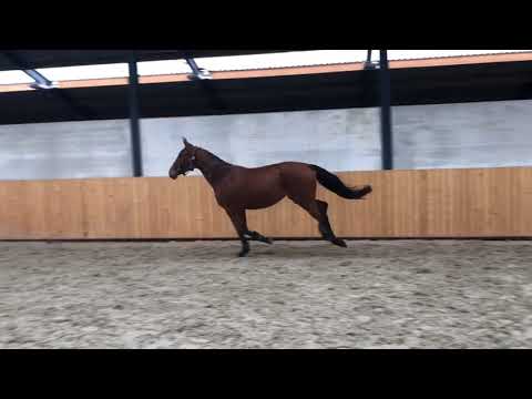 2.5 years old mare by Jokinal de Bornival (Alme) x Royal Diamond