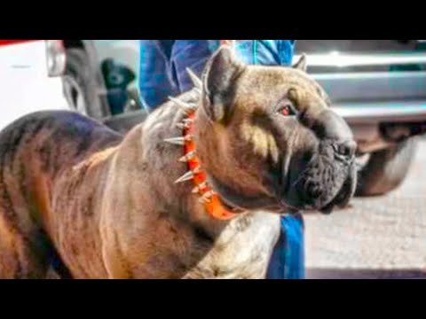 20 Most Dangerous Hybrid Dogs Breeds In The World