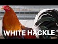 Top WHITE HACKLES GAME FOWL IN THE WORLD