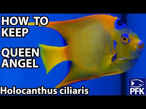 HOW TO KEEP QUEEN ANGELFISH (Holocanthus ciliaris)