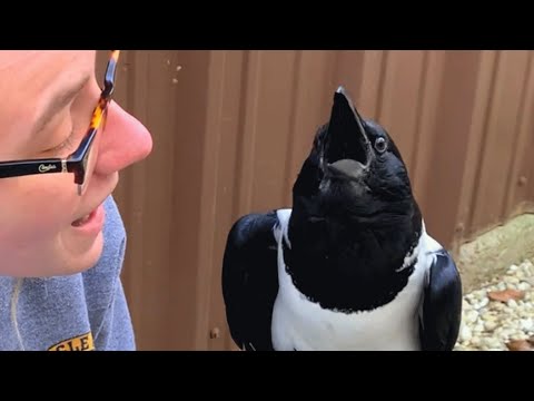 Meet the Crow That Thinks He's Human