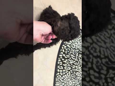 Brown Standard Poodle puppy