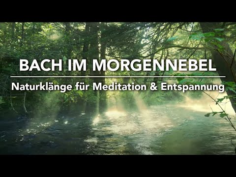 Bach im Morgennebel mit Vogelgesang | Naturklänge für Meditation und Entspannung