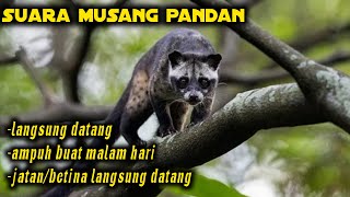 Download lagu suara pikat MUSANG PANDAN ampuh buat SIANG dan MALAM...buktikan mp3 Download lagu suara pikat MUSANG PANDAN ampuh buat SIANG dan MALAM...buktikan mp3
