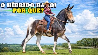 POR QUE quase NINGUÉM quer fazer esse CRUZAMENTO?